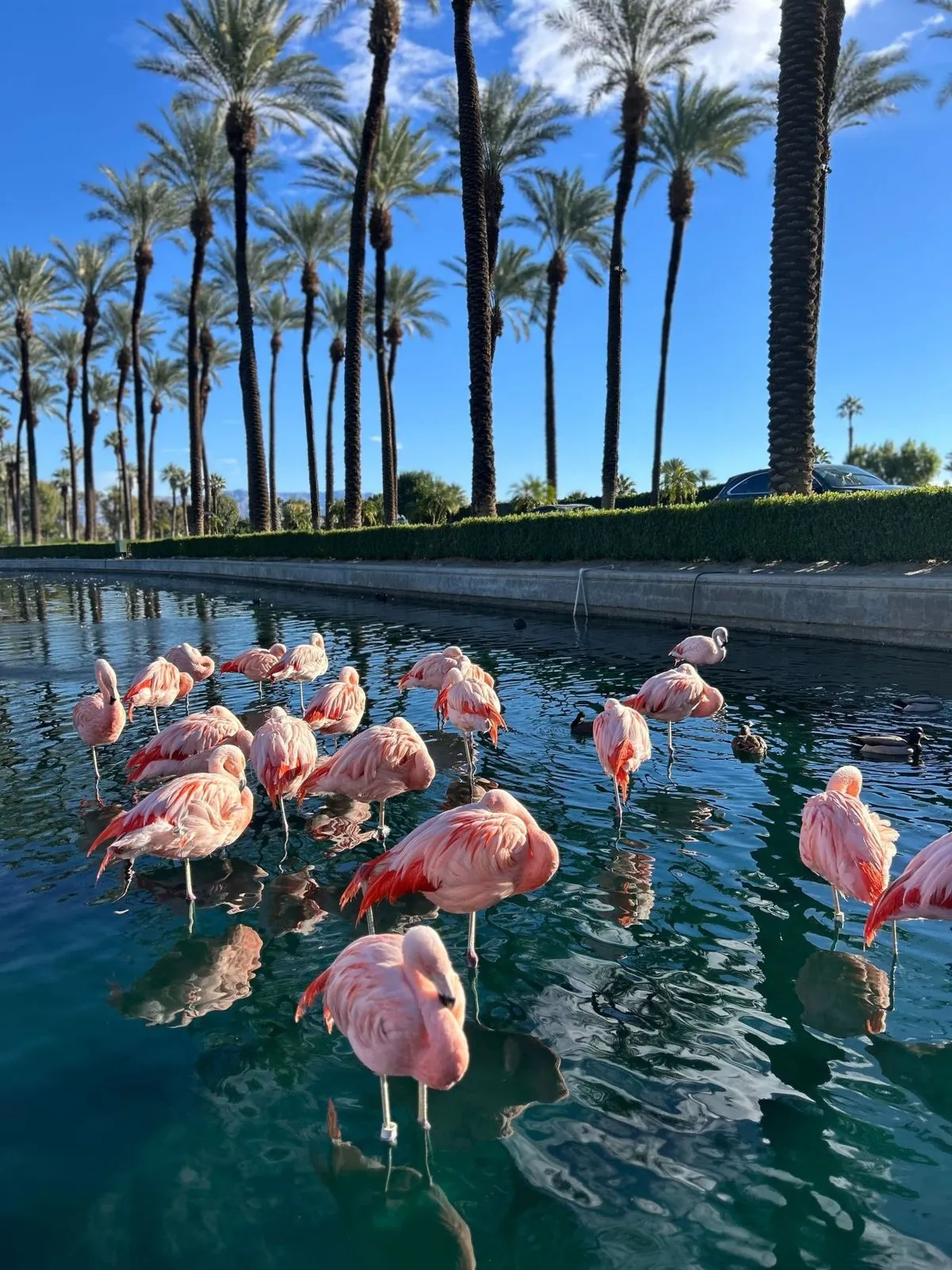 Flamingos in a pool with palm trees